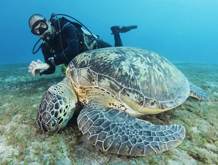 Abu-Dabbab-Marsa-Alam