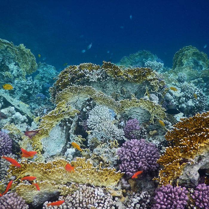 Sharm El Naga