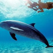 Sesiune cu delfini