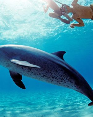 Sesiune cu delfini