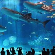 Marele acvariu din Hurghada