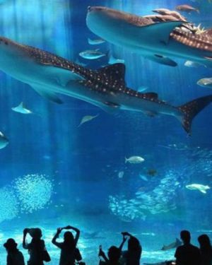 Marele acvariu din Hurghada