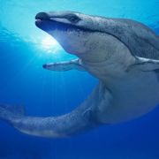 Marele acvariu din Hurghada